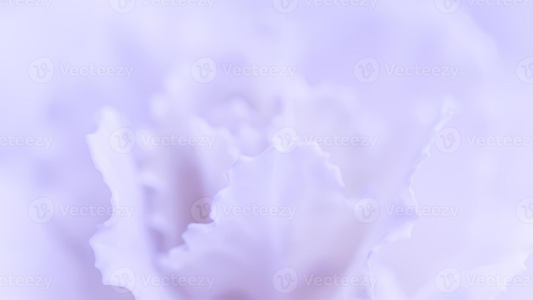 Abstract floral background, pale violet carnation flower. Macro flowers backdrop for holiday brand design photo
