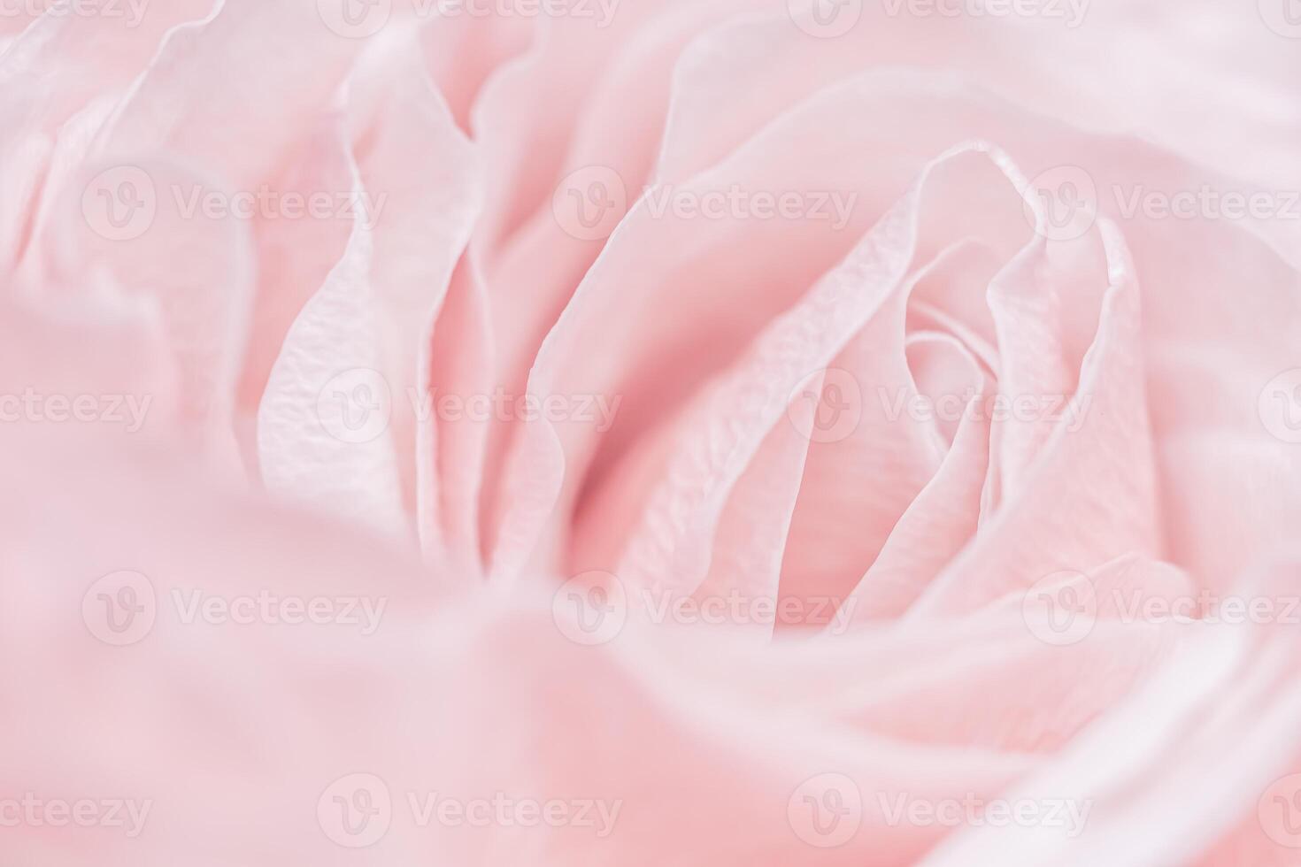 Pink pale rose flower petals, soft focus. Macro flowers backdrop photo