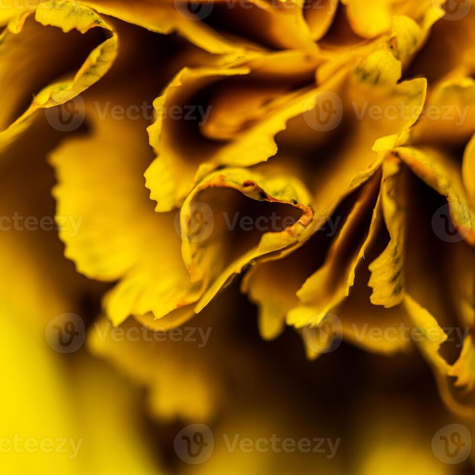 Abstract floral background, yellow carnation flower petals. Macro flowers backdrop for holiday brand design photo