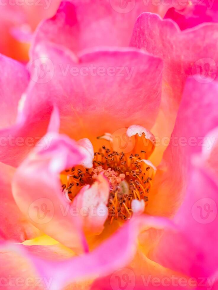 Soft focus, abstract floral background, pink yellow rose flower. Macro flowers backdrop for holiday brand design photo