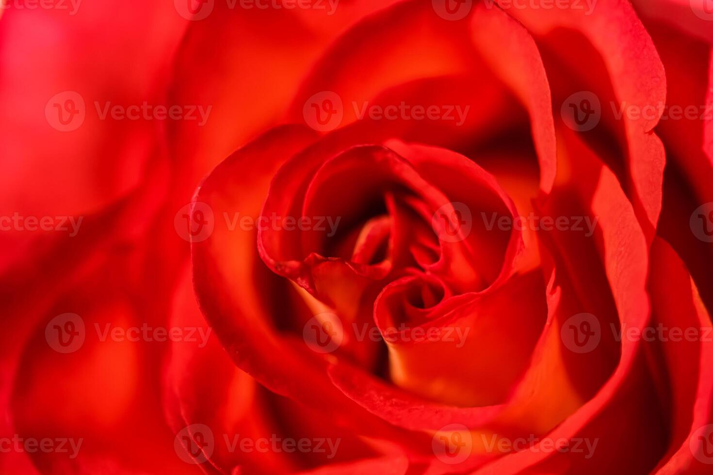 Soft focus, abstract floral background, red rose flower. Macro flowers backdrop for holiday brand design photo