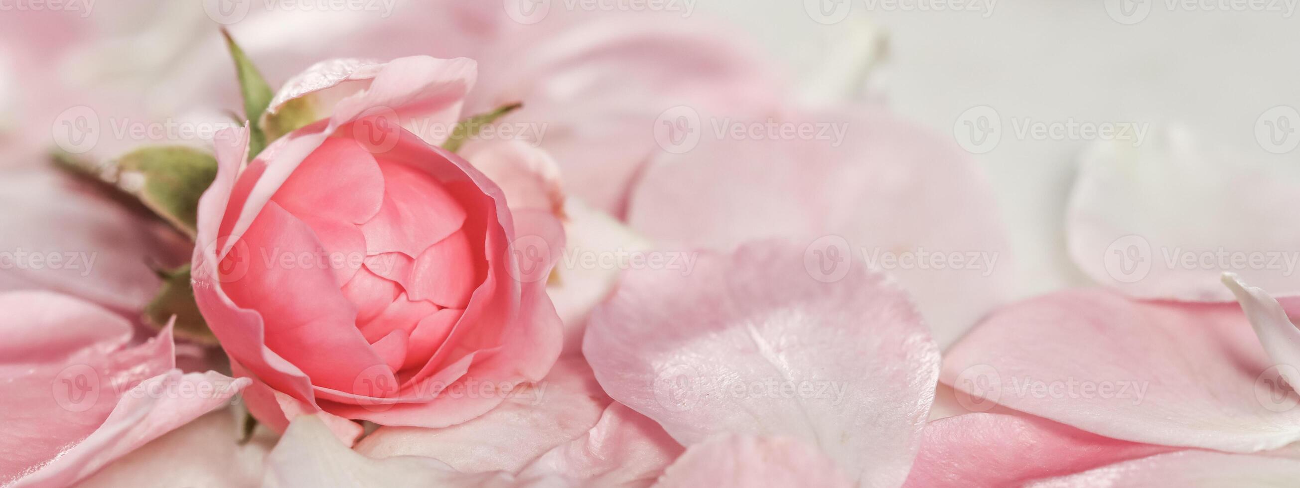 Soft focus, abstract floral background, bud of pink rose flower. Macro flowers backdrop for holiday brand design photo