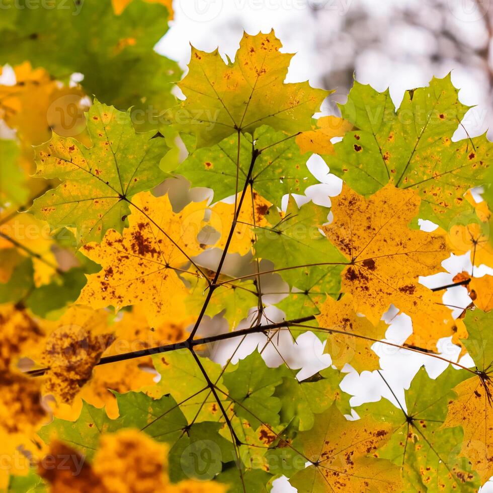Bright colorful autumn leaves on the maple in sunny day photo