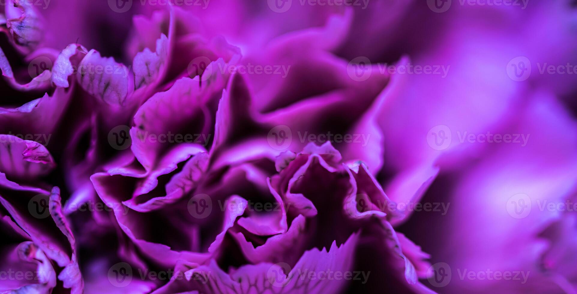 Abstract floral background, purple carnation flower petals. Macro flowers backdrop for holiday brand design photo