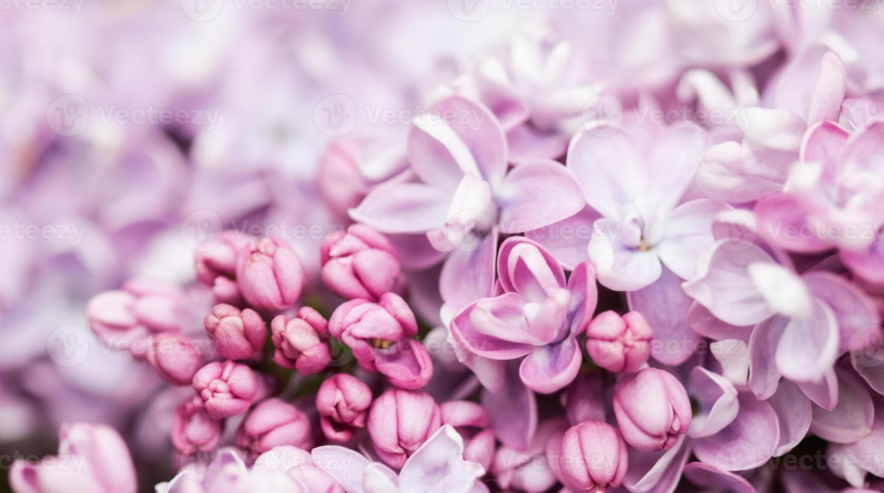 Blooming branch of purple terry Lilac in spring photo