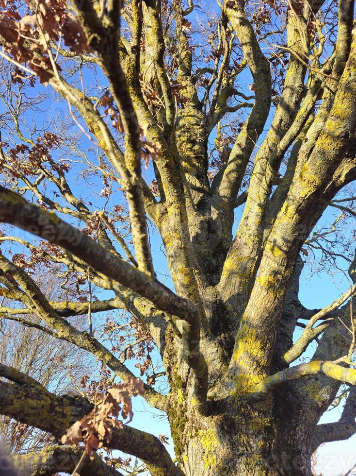 a large tree with many branches and leaves photo