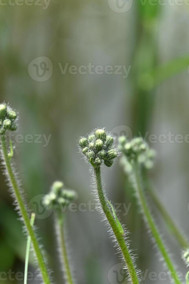 a close up of some green plants with small flowers photo