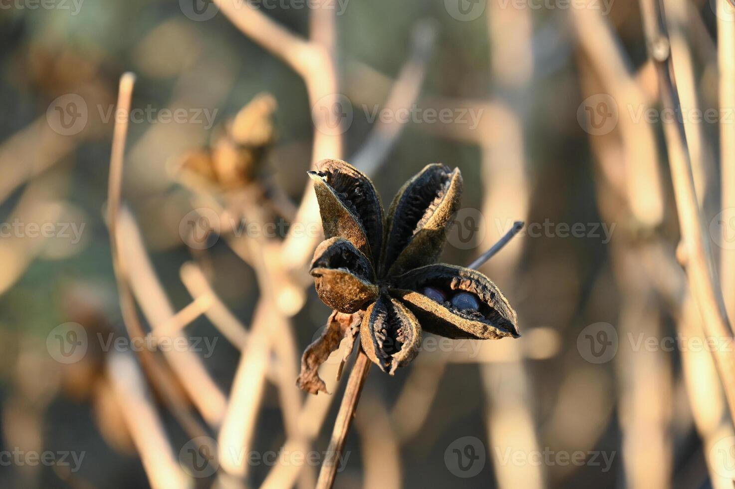 a plant with a flower on it photo