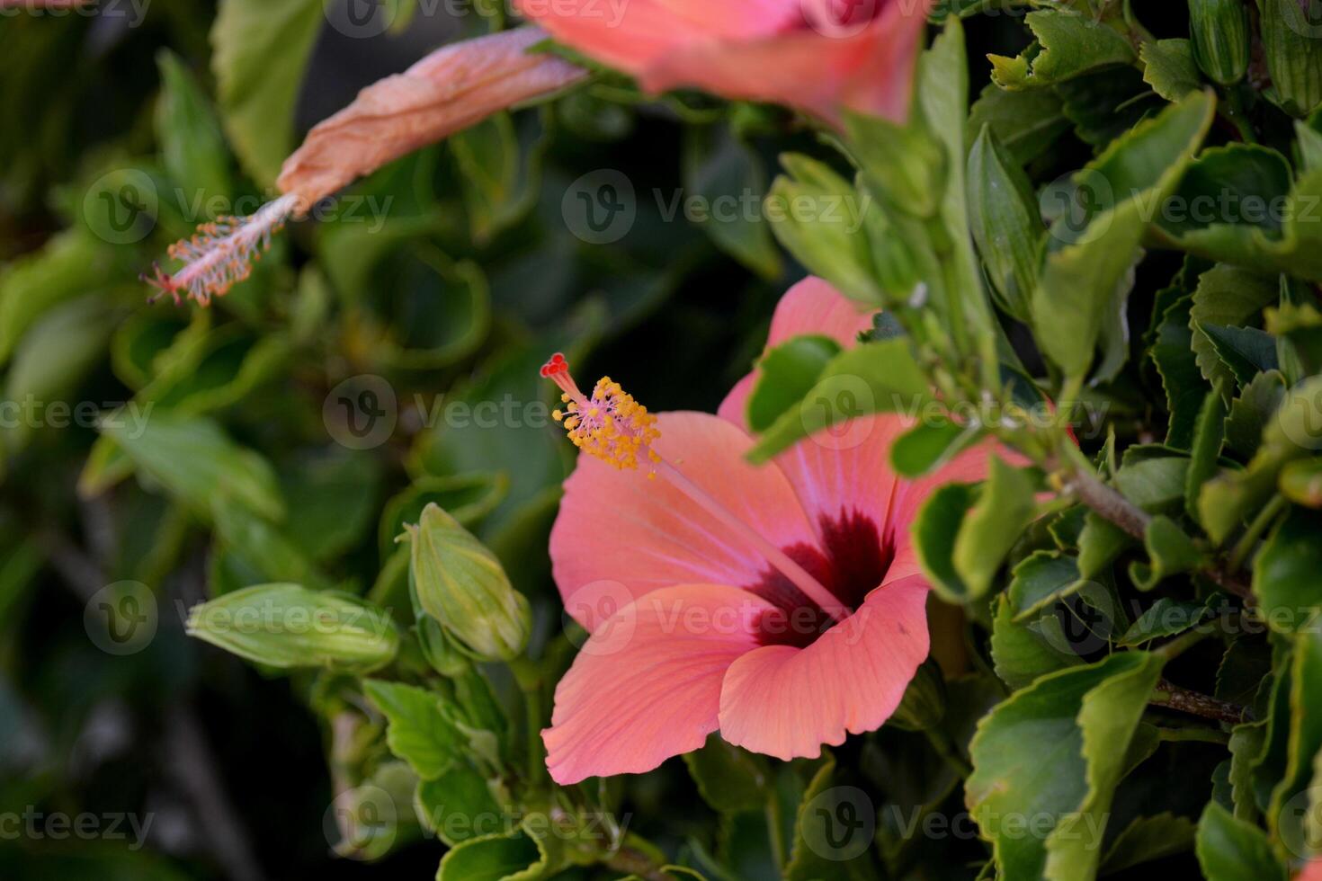 a pink flower is growing on a bush photo