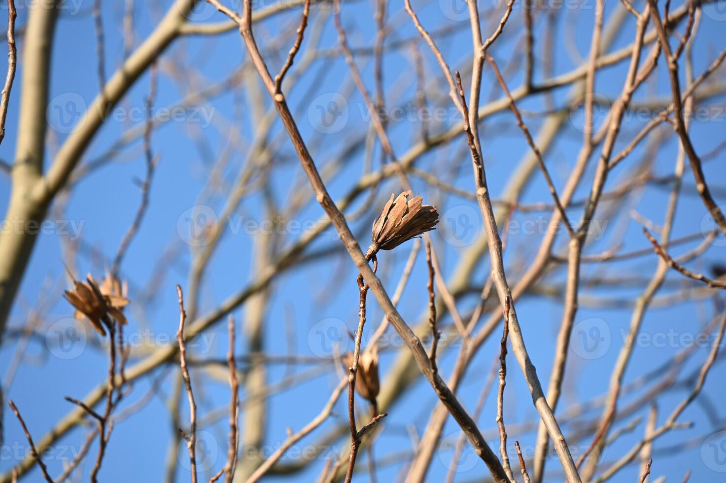 a tree with bare branches and leaves against a blue sky photo