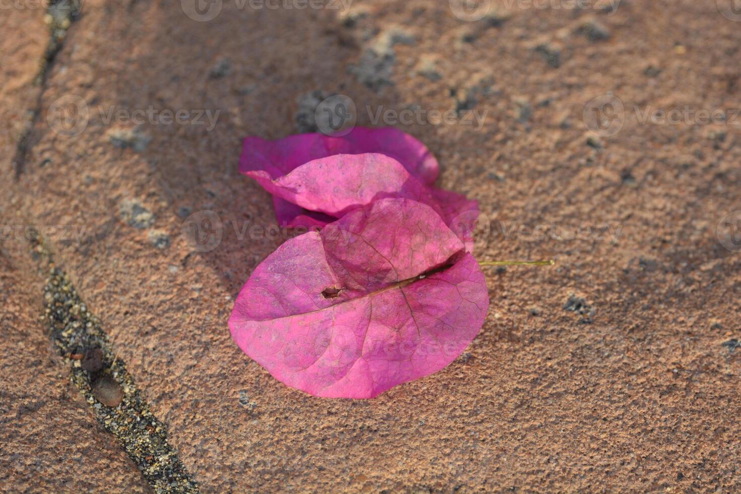 a single pink flower laying on the ground photo