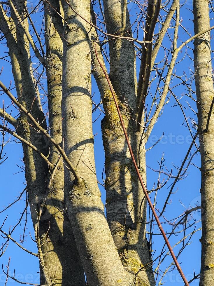 a tree with no leaves and no branches photo