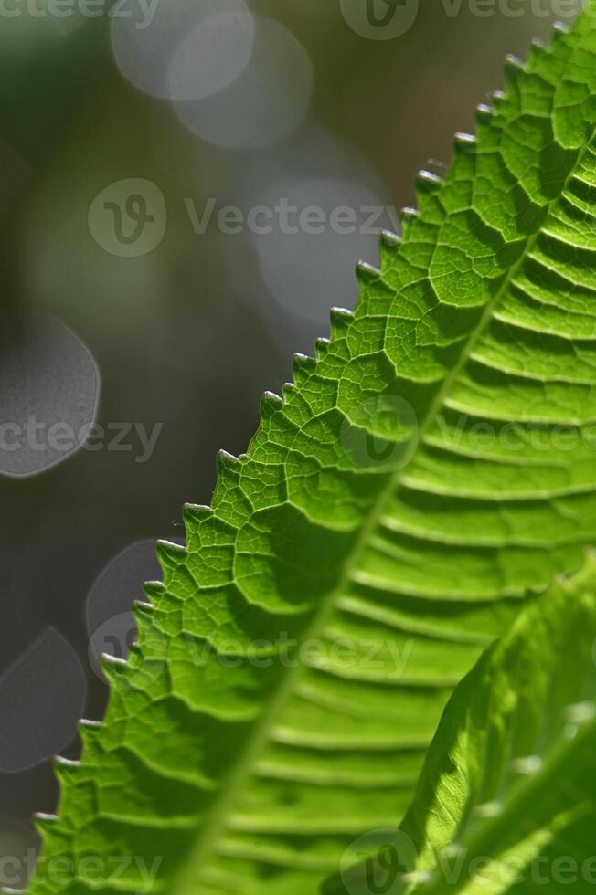 a close up of a green leaf with a blurry background photo