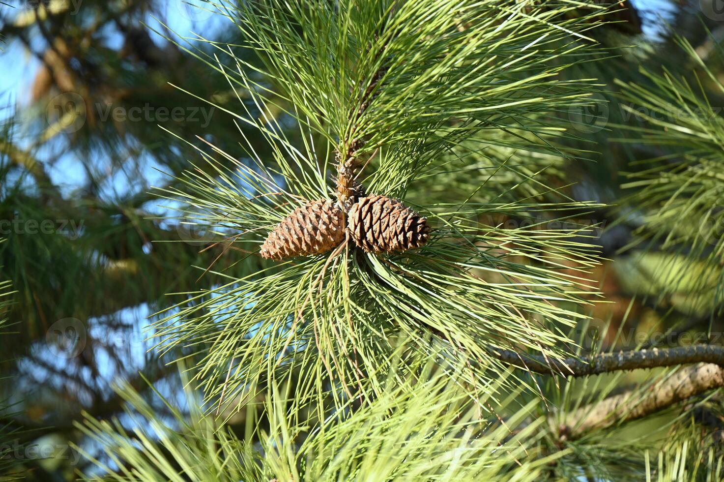 a pine cone is hanging from a pine tree photo