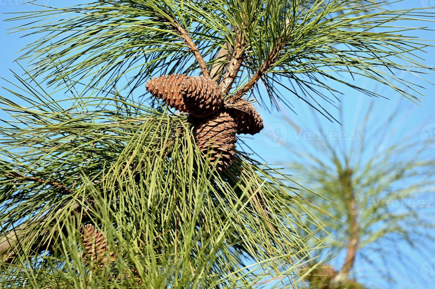 a pine tree with cones on it photo