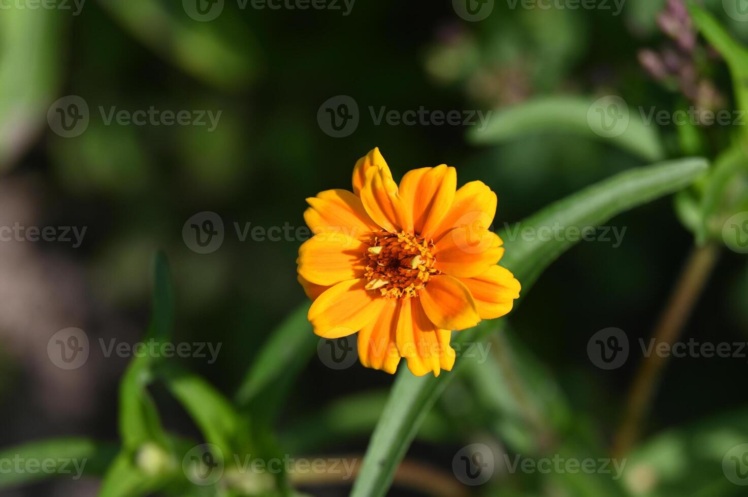 a single orange flower is in the middle of a green field photo