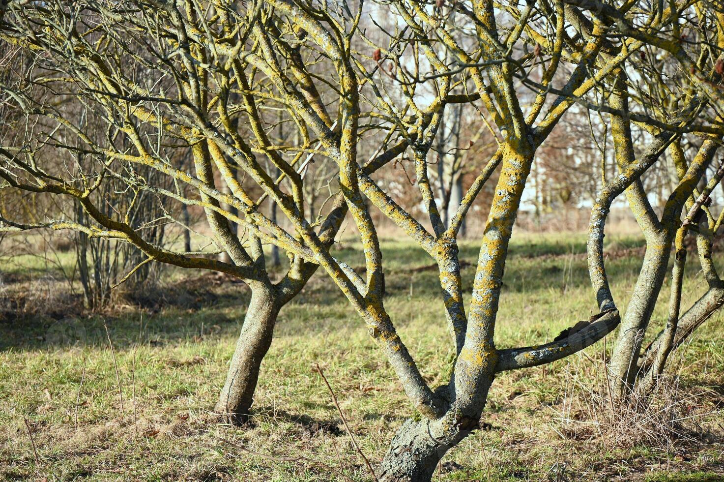 a group of trees with yellow moss growing on them photo