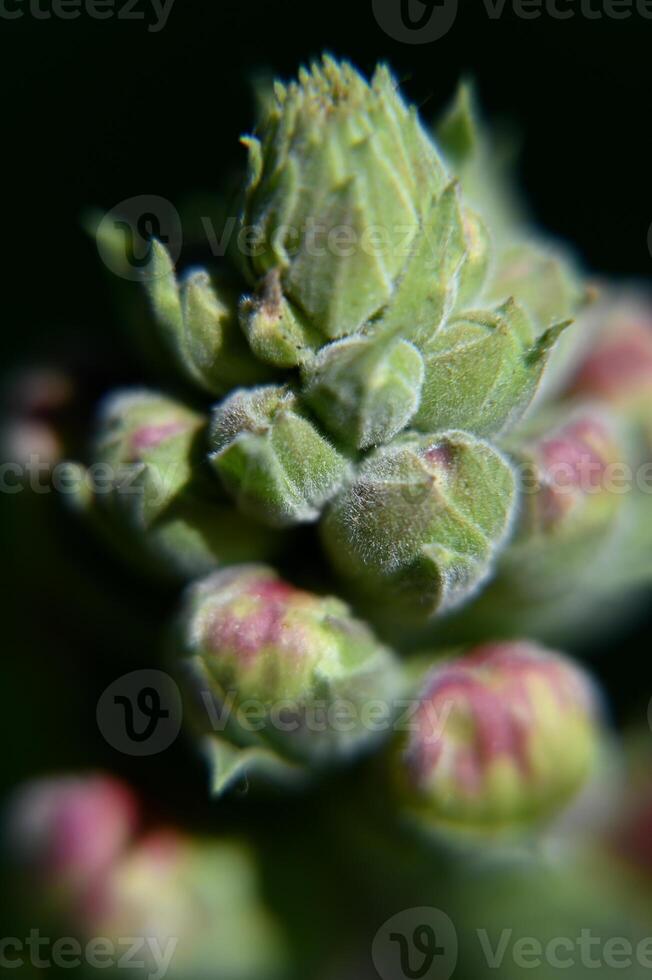 a close up of a green plant with buds photo