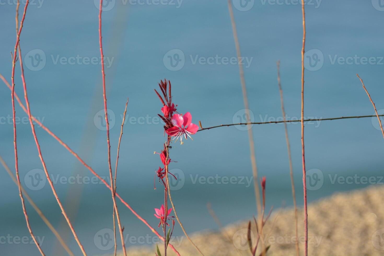 a pink flower is growing in the grass near the ocean photo