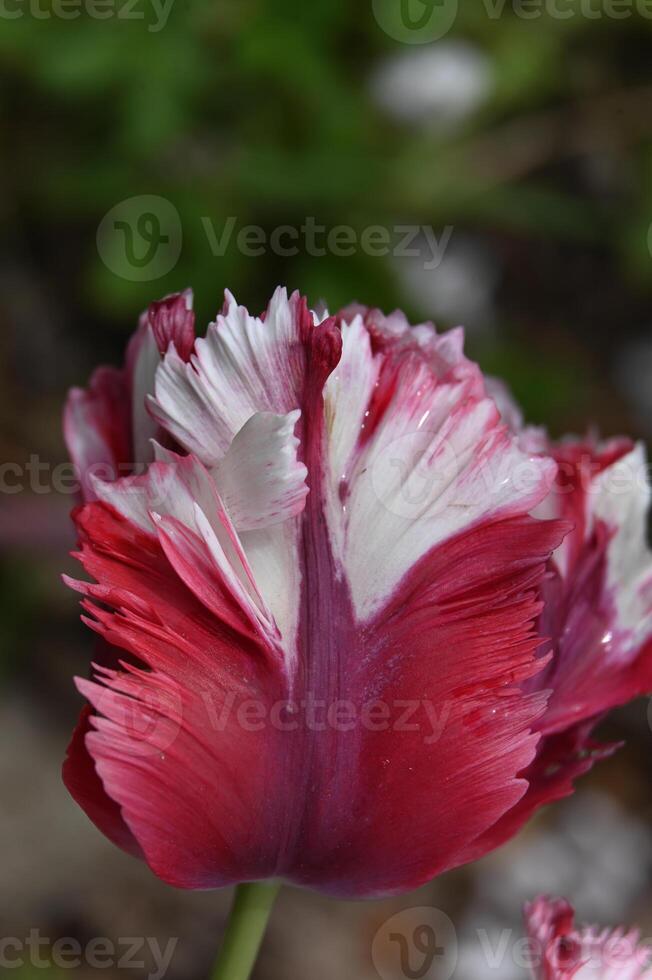 a close up of a red and white tulip photo