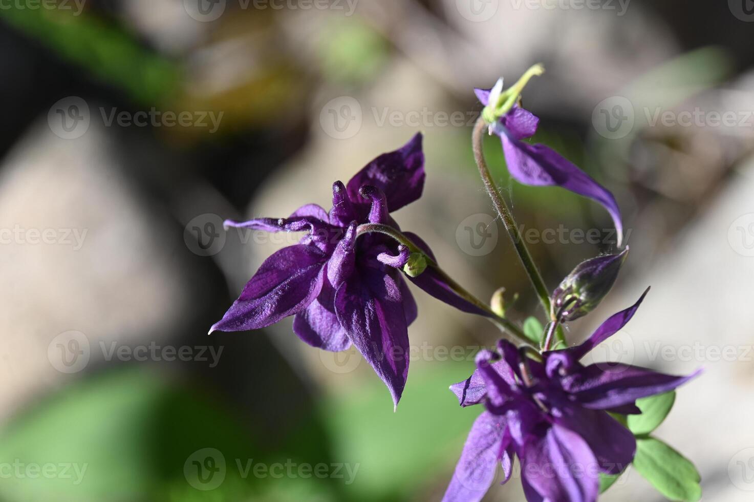 a purple flower is growing in the middle of a rock photo