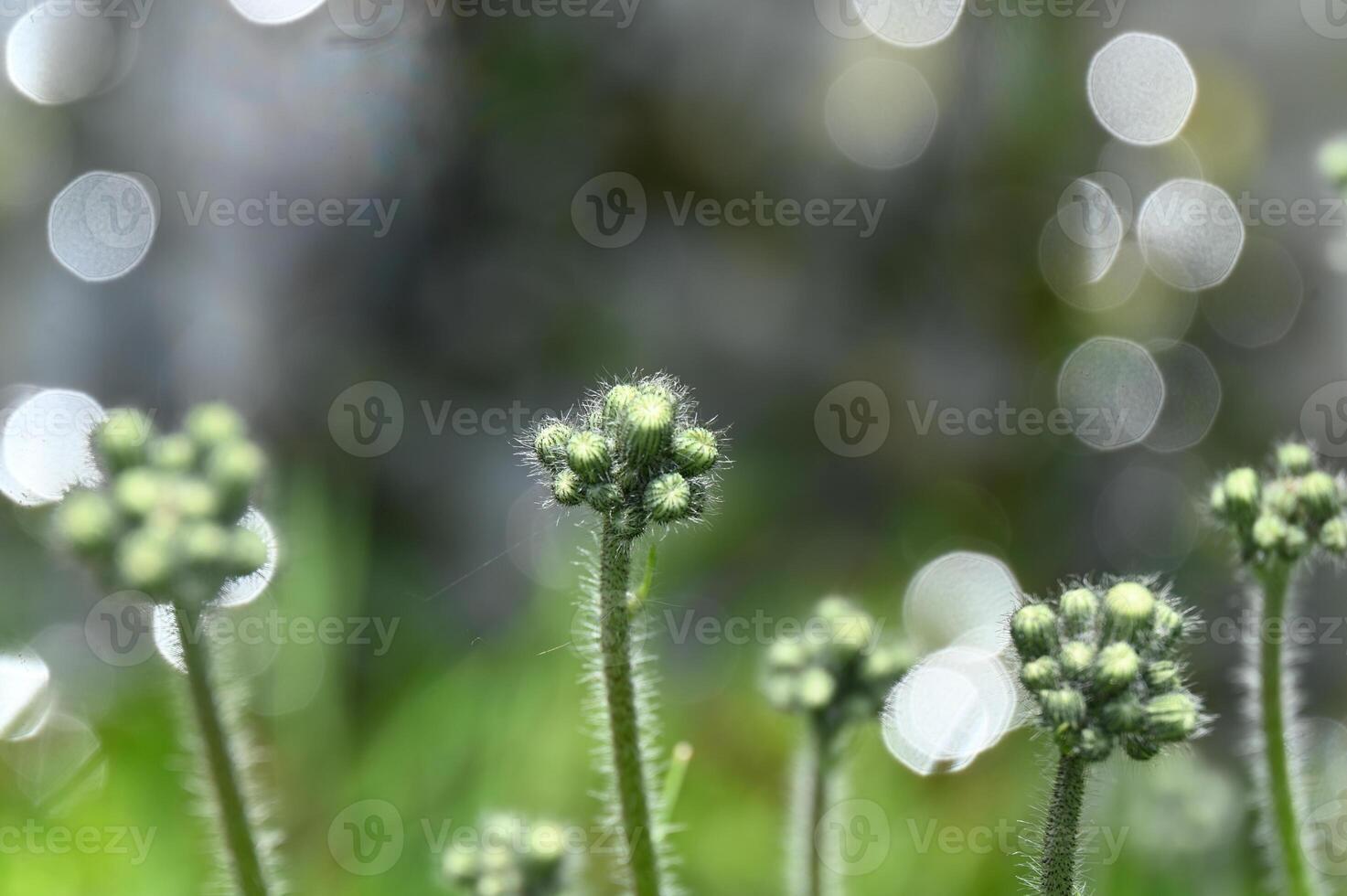 a close up of some green plants with some bokeh photo