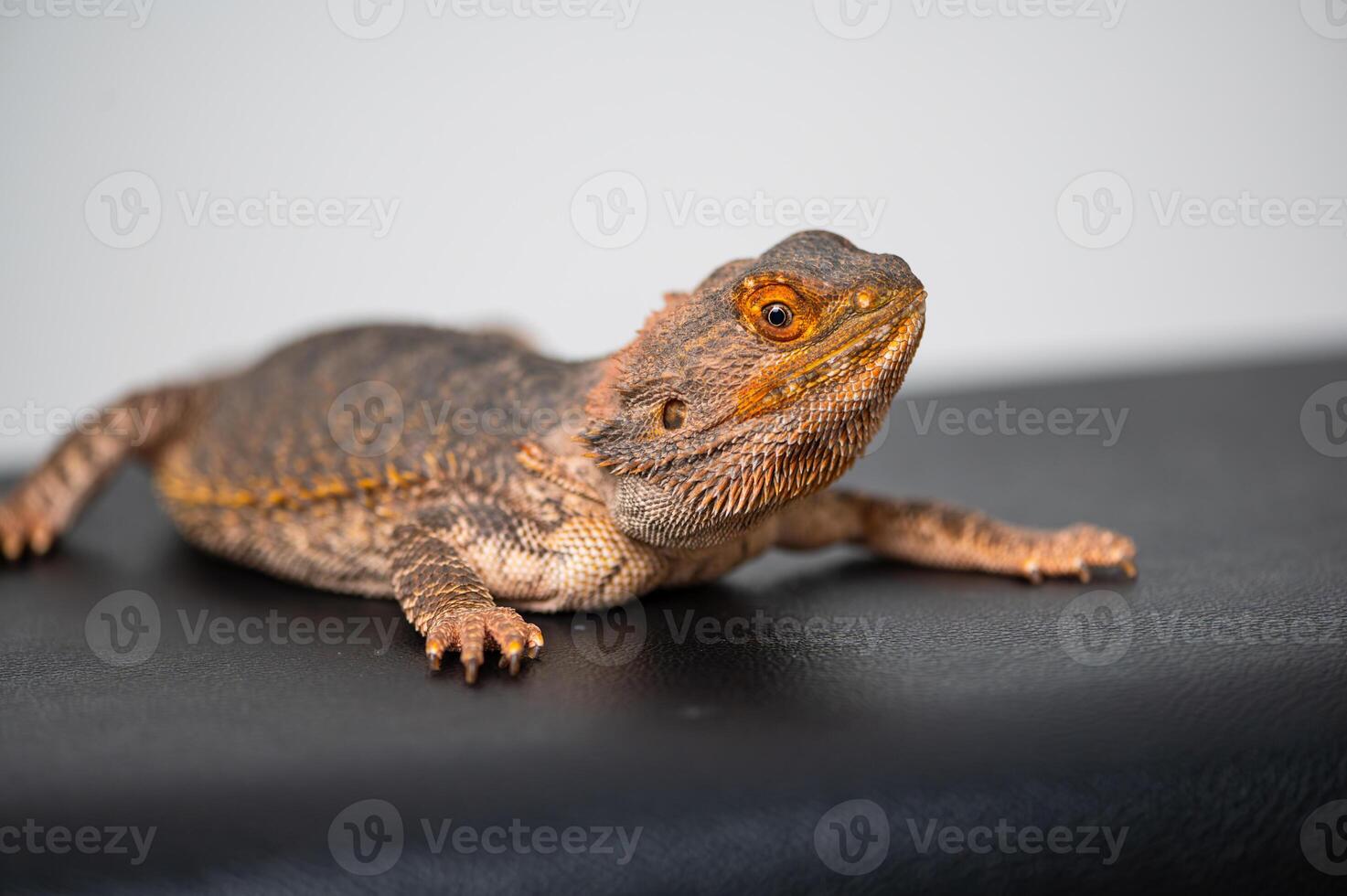 Bartagame lizard resting on a dark surface in a home setting photo