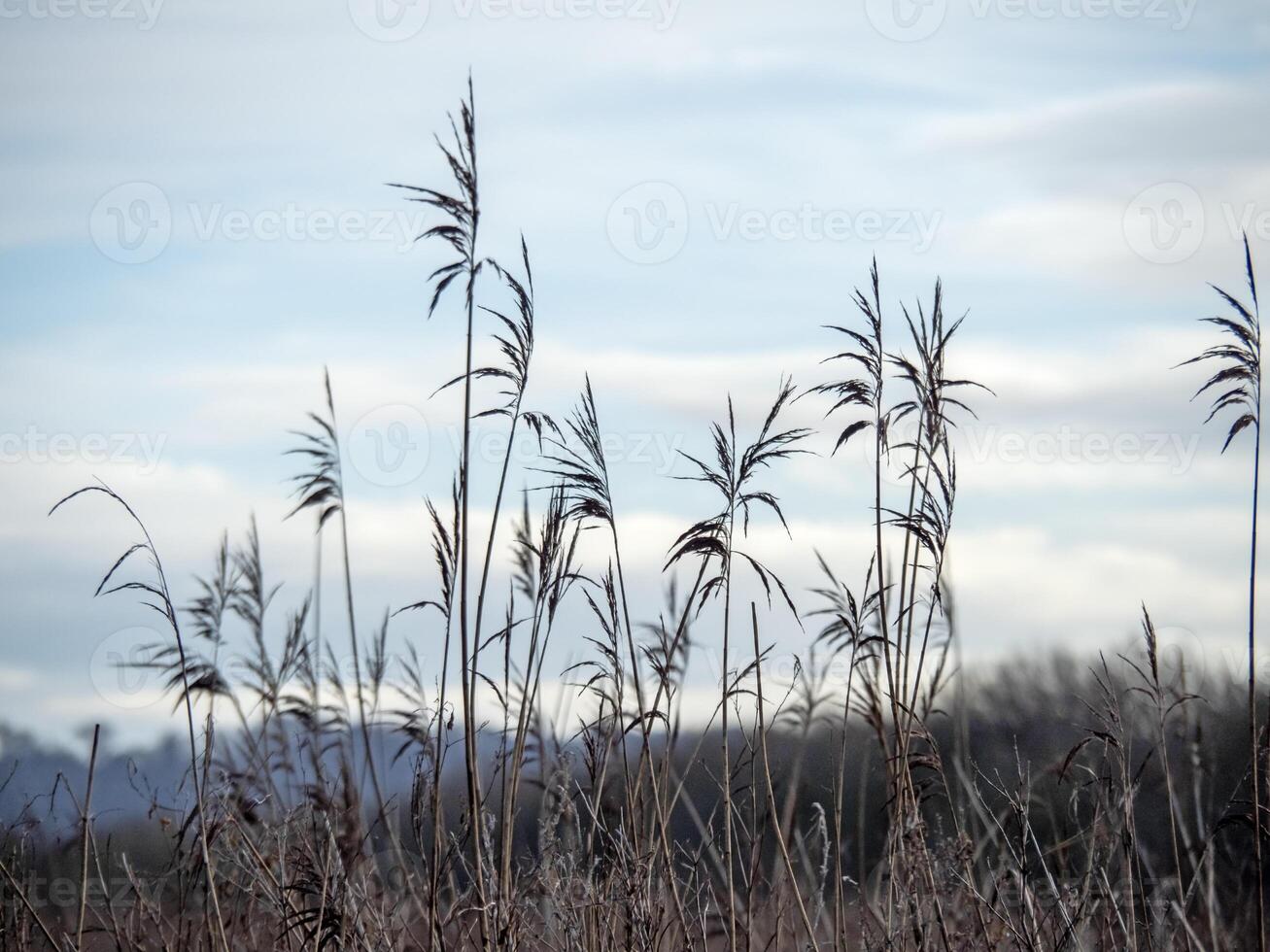 Tall reeds and a blue sky with copy space photo