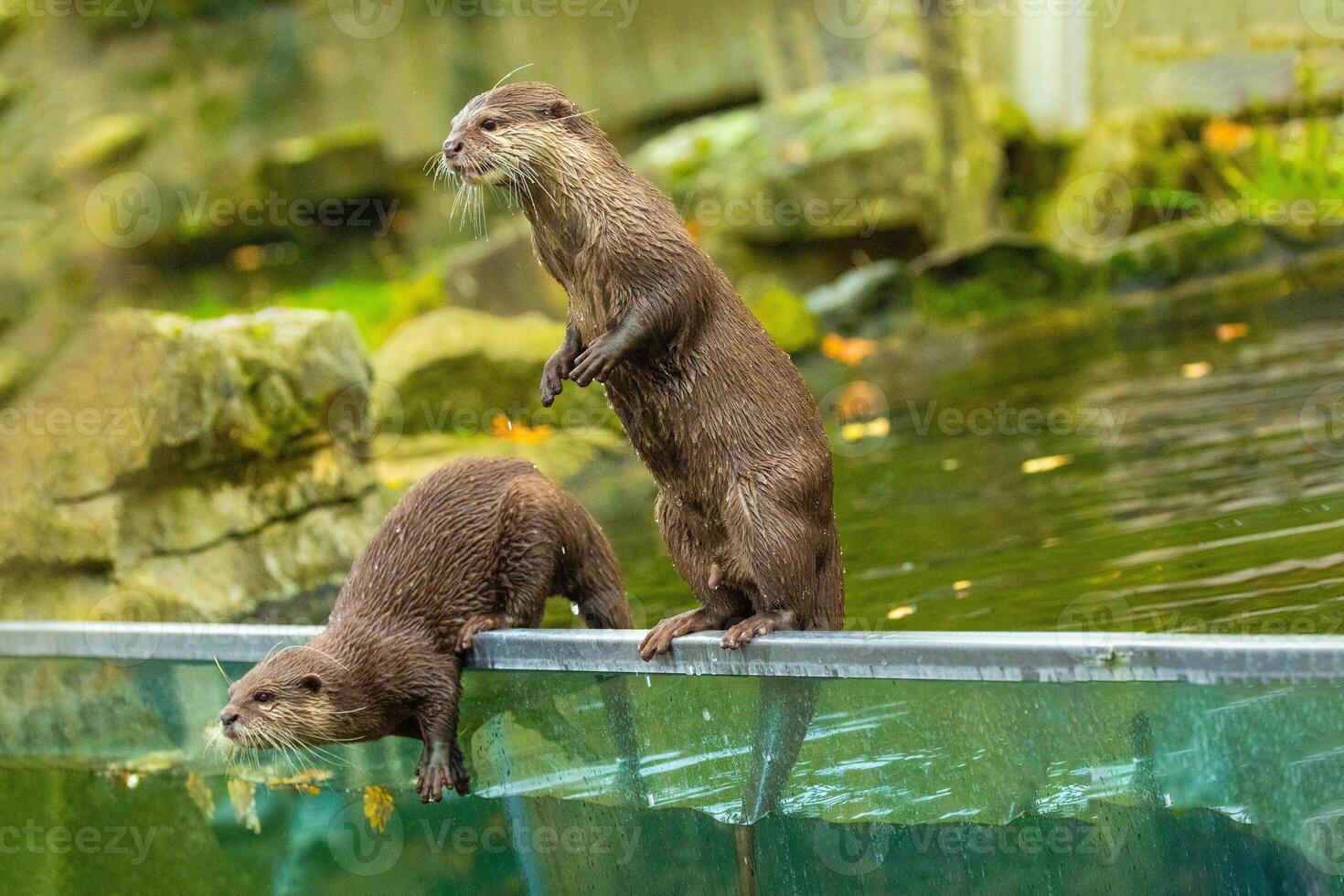 two Asian small clawed otter Amblonyx cinerea, small clawed otter. photo