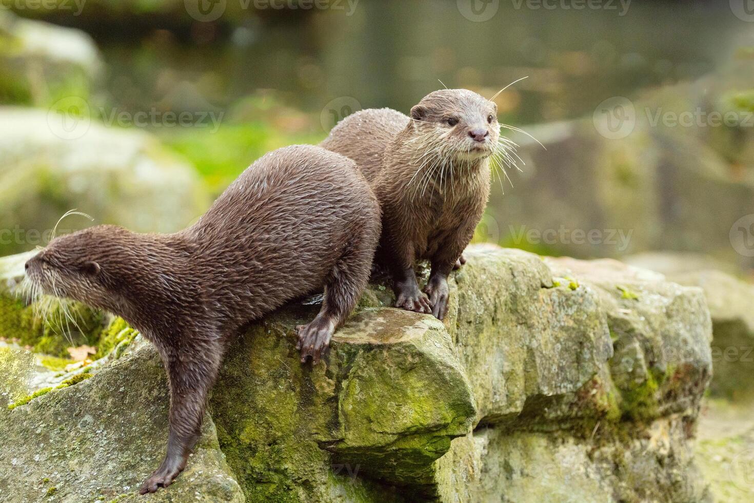 two Asian small clawed otter Amblonyx cinerea, small clawed otter photo