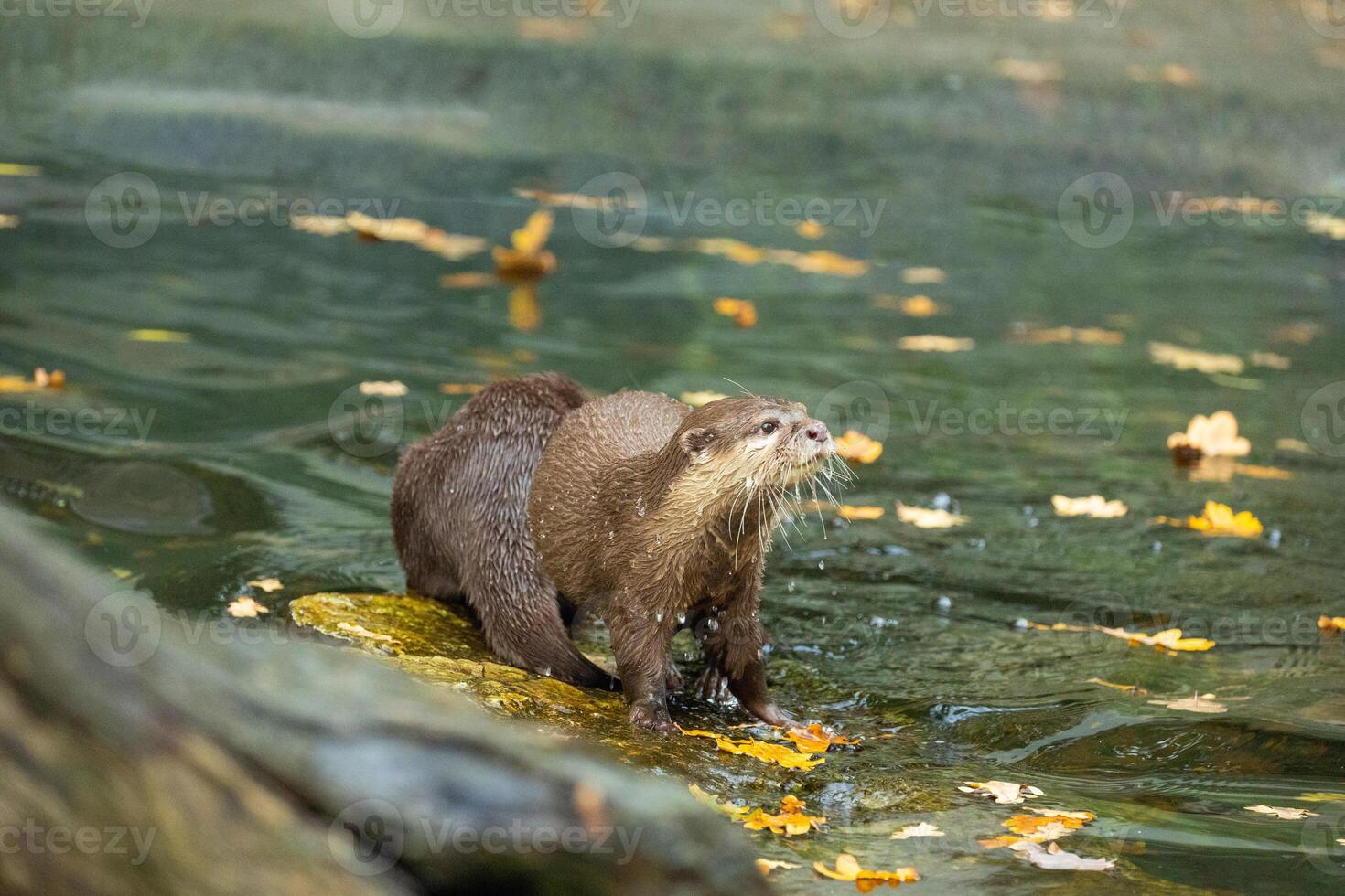 two wild Asian small clawed otter Amblonyx cinerea, small clawed otter photo
