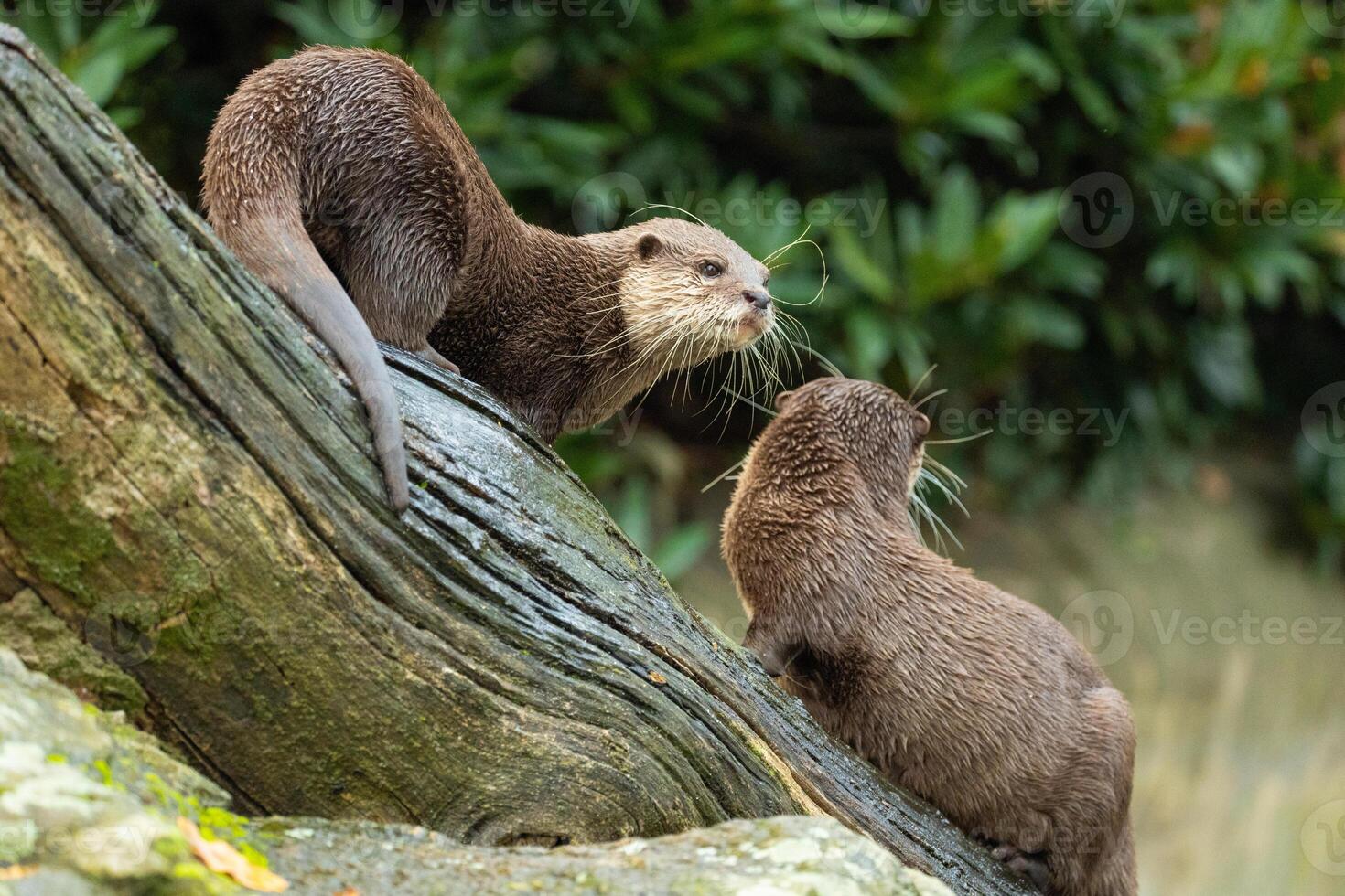 two cute Asian small clawed otter Amblonyx cinerea, small clawed otter photo