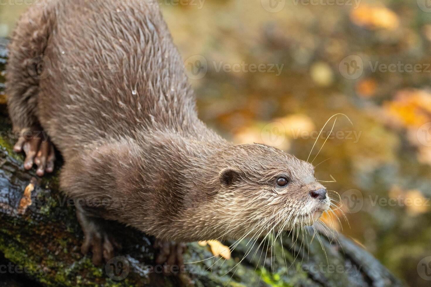 Asian small clawed otter Amblonyx cinerea, small clawed otter. photo