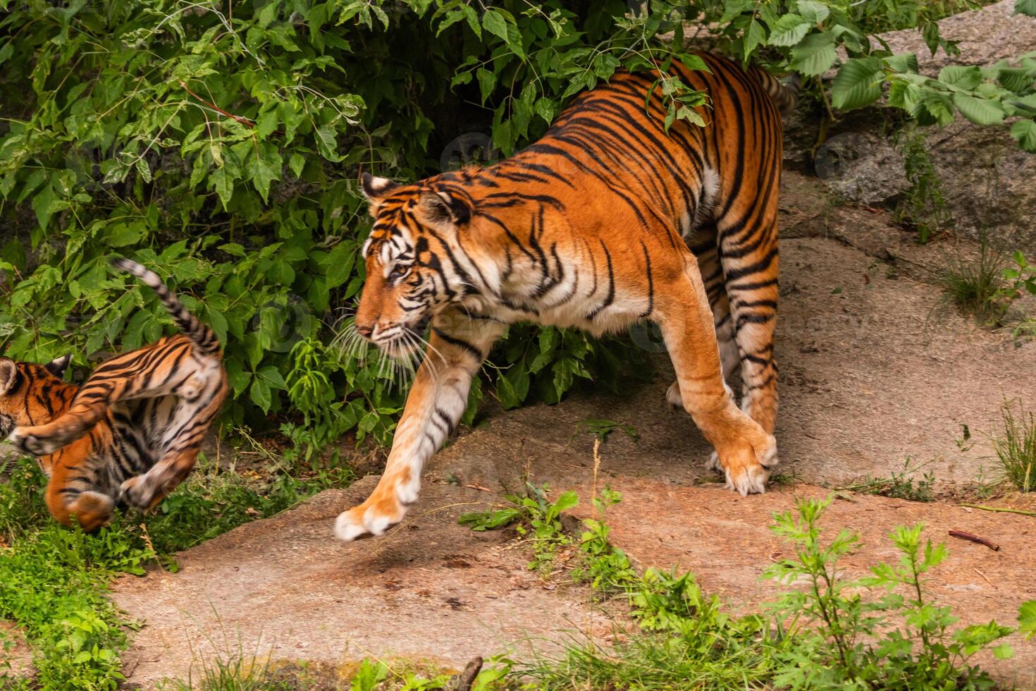 Sumatran tiger family with little running cub photo