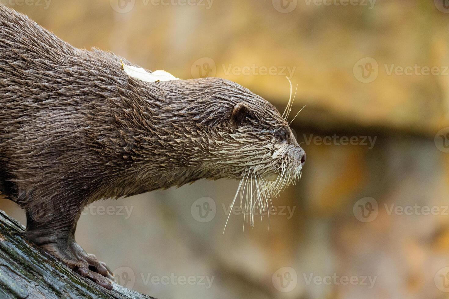 one Asian small clawed otter Amblonyx cinerea, small clawed otter photo