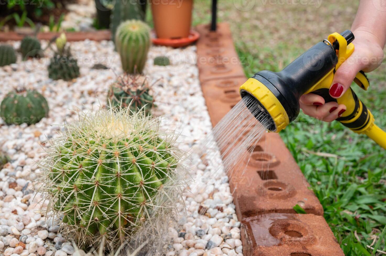 Gardener using hose for spraying and watering golden barrel cactus. Water your cactus only when the soil is completely dry. photo
