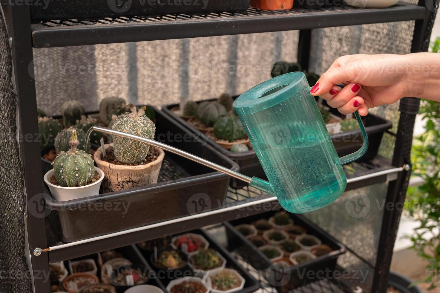 Cropped shot view of woman hands watering cactus. Water your cactus only when the soil is completely dry. photo