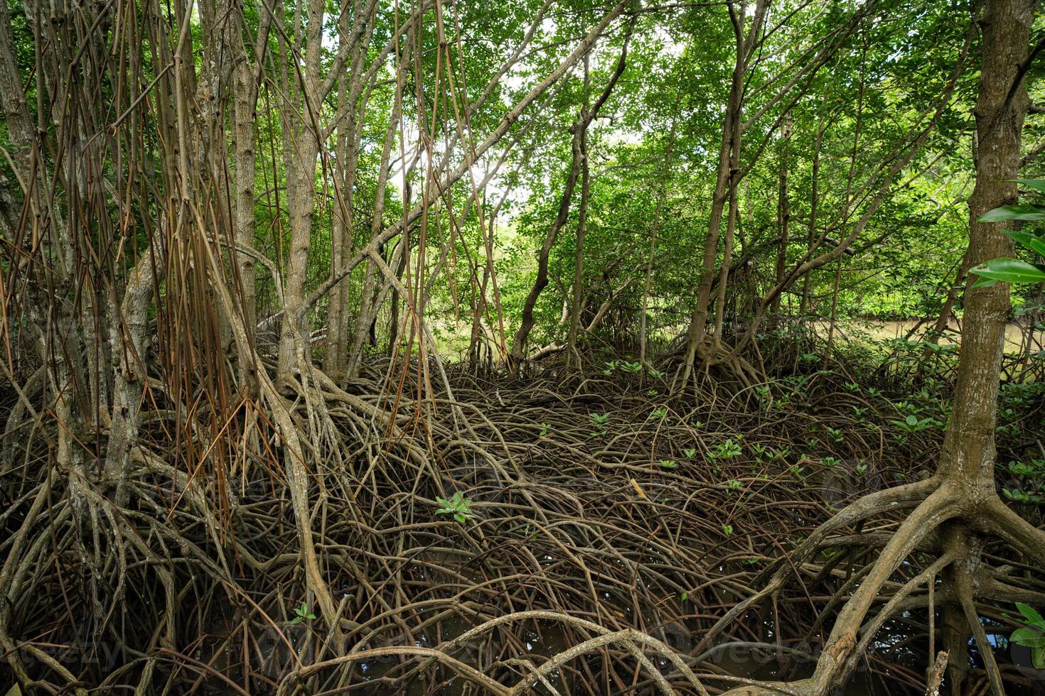 Mangrove roots in wetland habitat. Coastal forest. Nature's carbon capture mechanism. Essential ecosystem for biodiversity conservation and natural carbon storage in climate change mitigation efforts. photo