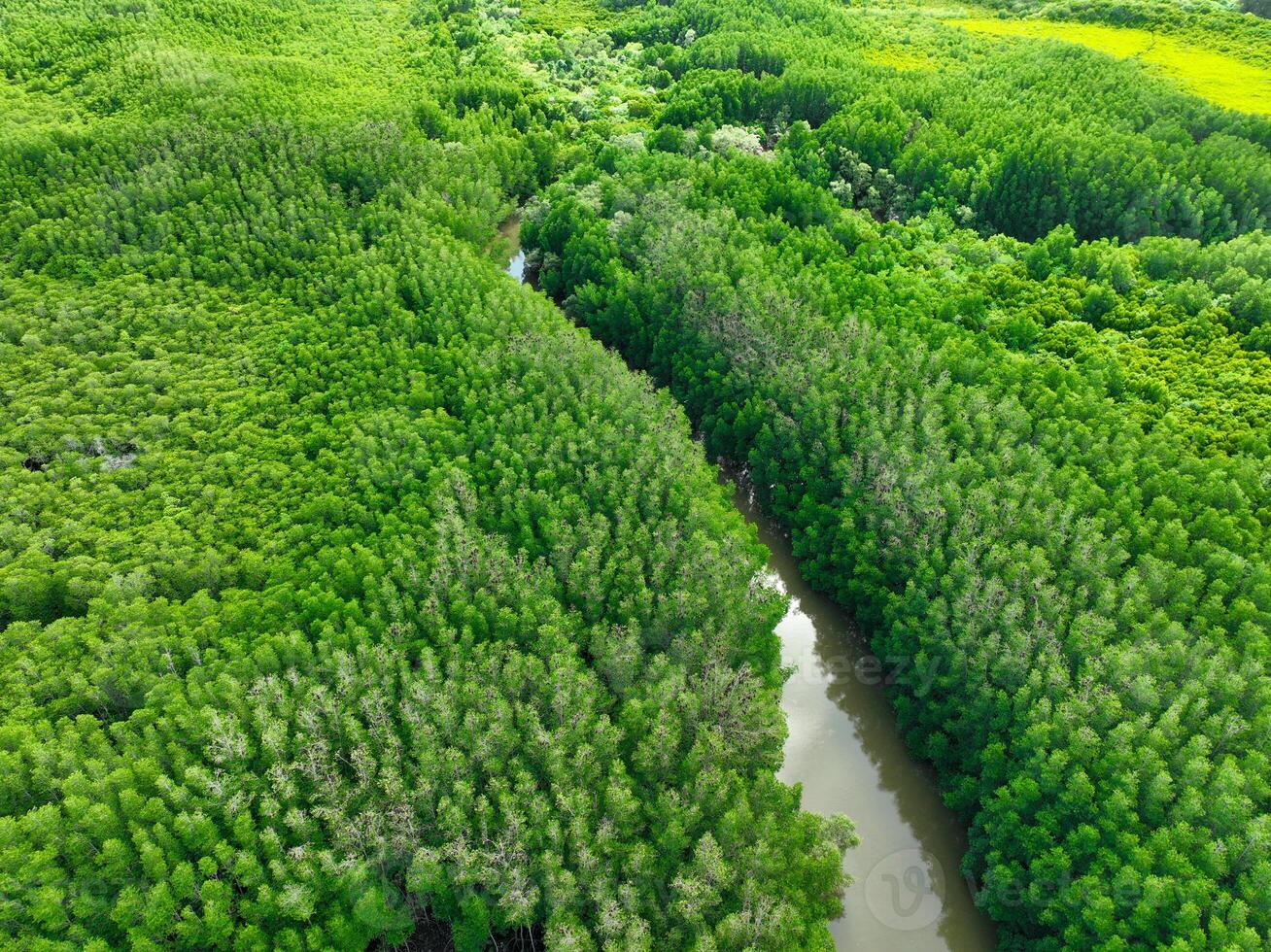 Green mangrove forest. Carbon sequestration and blue carbon ecosystem services. Critical for mitigating climate change impacts, habitat protection for marine species, and coastal defense efforts. photo