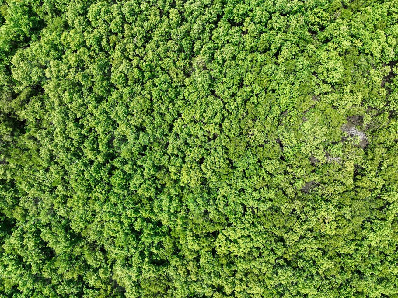 Aerial view of green mangrove forest. Mangrove ecosystem. Natural carbon sinks. Mangroves capture CO2 from the atmosphere. Blue carbon ecosystems. Mangroves absorb carbon dioxide emissions. photo
