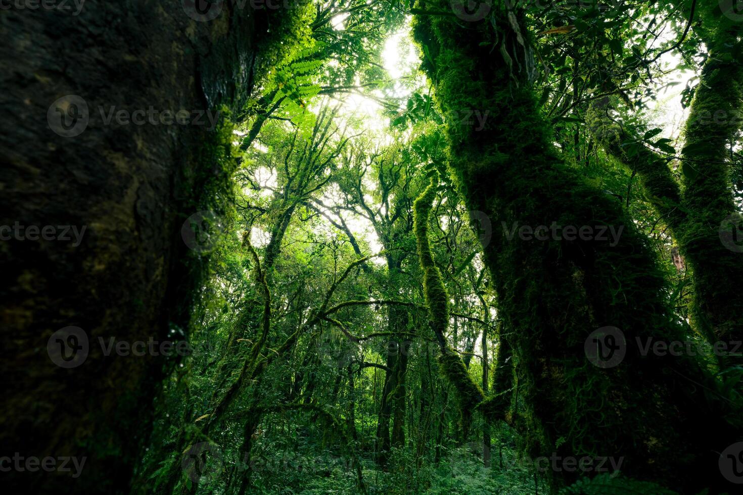 Looking up of tree trunk to green leaves of tree in forest with sun light. Fresh environment in green woods. Forest tree on sunny day. Natural carbon capture. Sustainable conservation and ecology photo