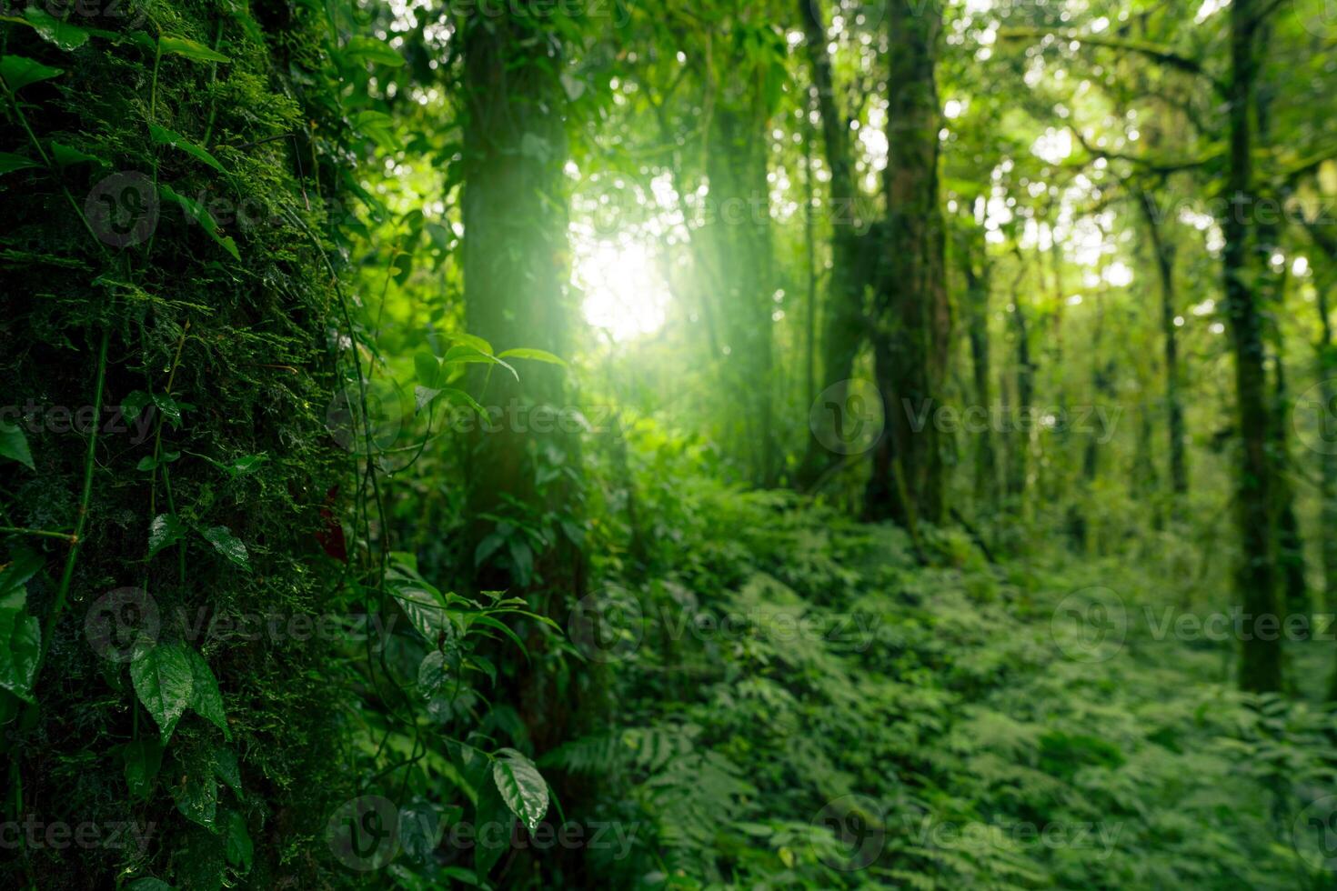 Green tree forest. Carbon credit concept. Natural carbon sink fight climate change. Sustainability in carbon-neutral ecosystems. Green and sustainable environment. Natural carbon capture solution. photo