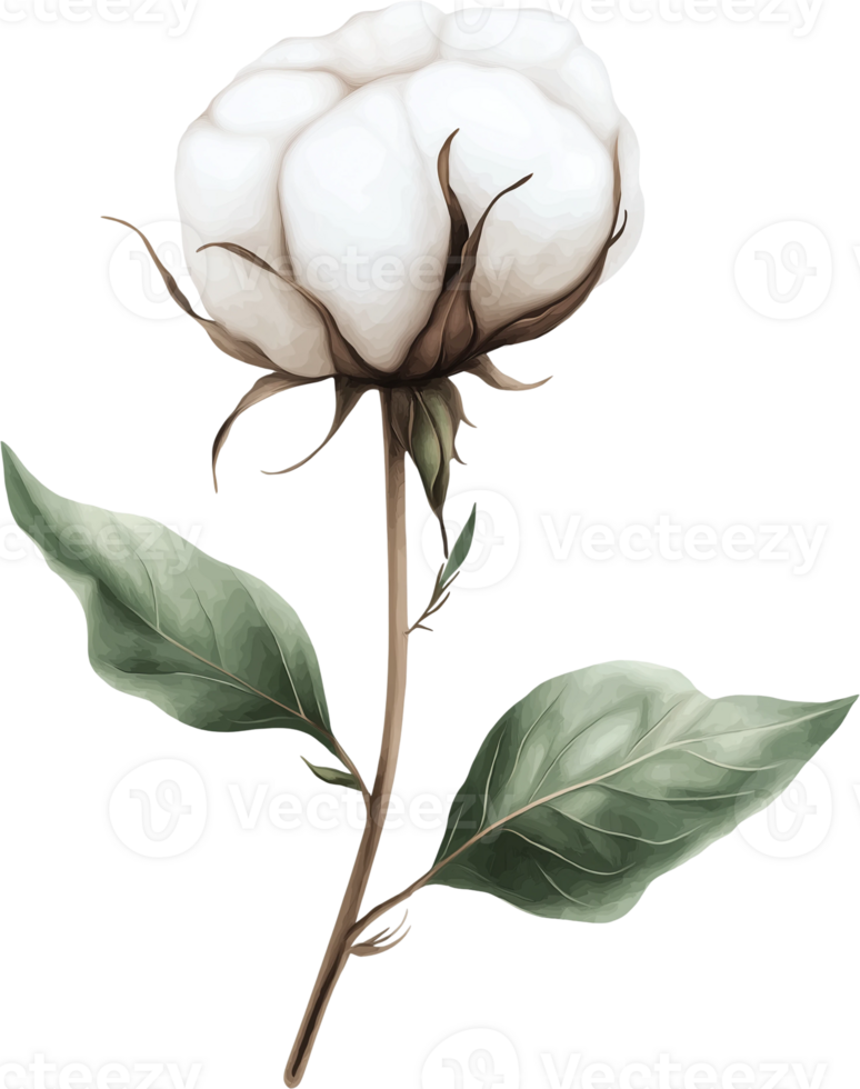 A cotton flower with leaves on it png