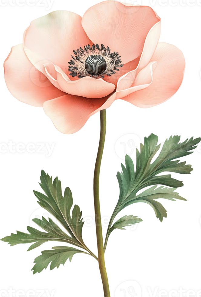an orange poppy flower png