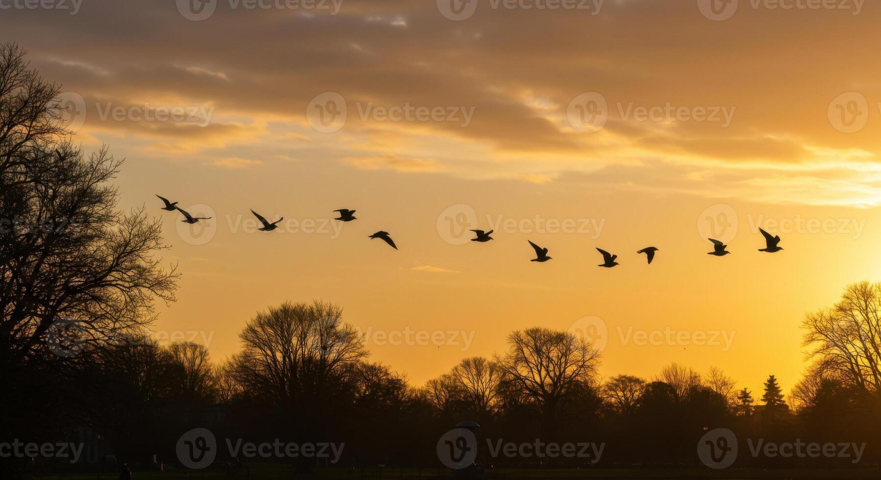 Silhouette Birds Flying Sunset Golden Sky Park Trees Nature View Wings Peace Flight Beauty Aerial photo