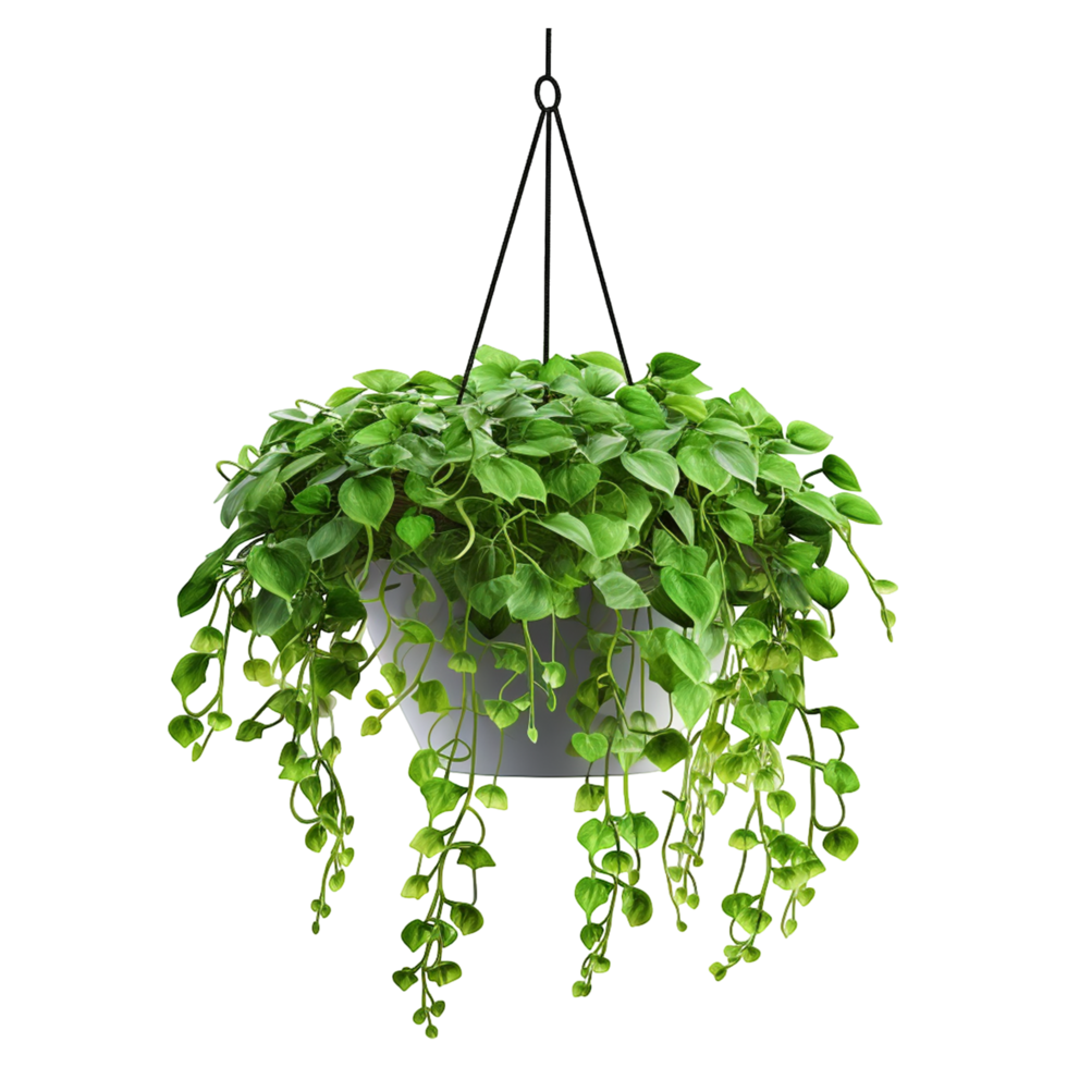 Hanging ivy plant in decorative pot for elegant and natural indoor decor png