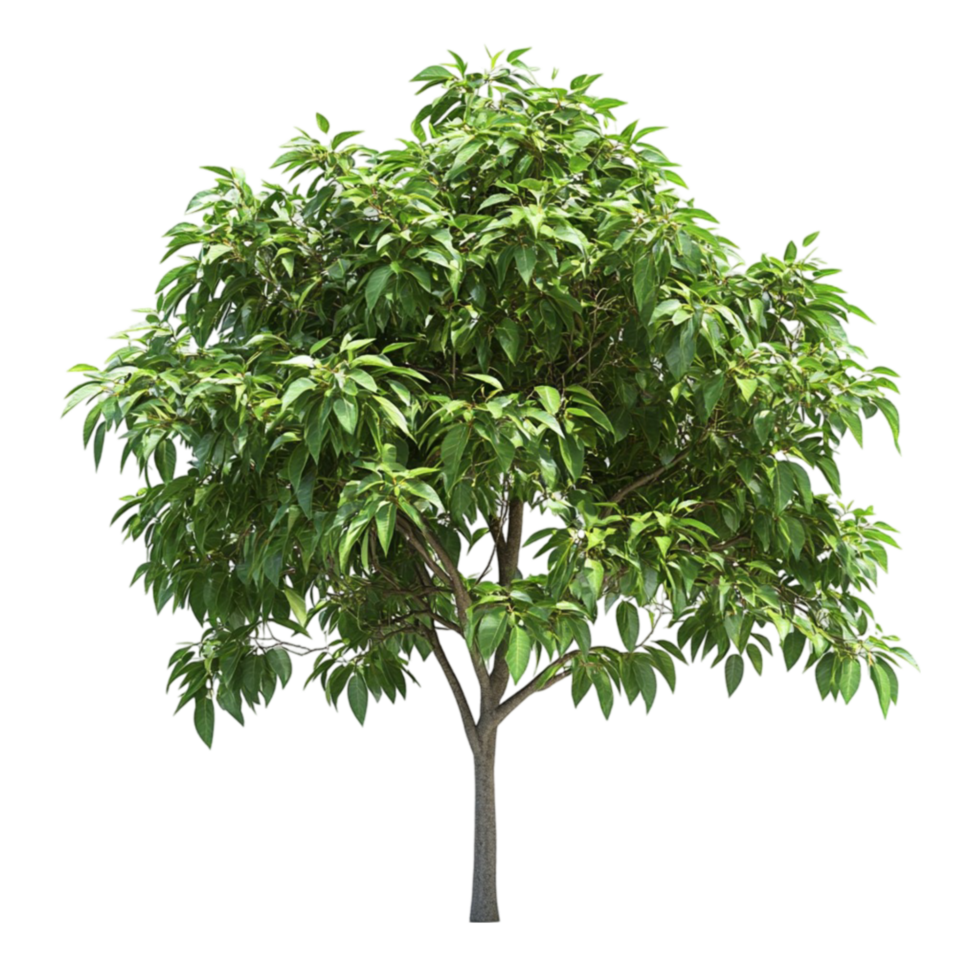 Mango Tree in Full Bloom png