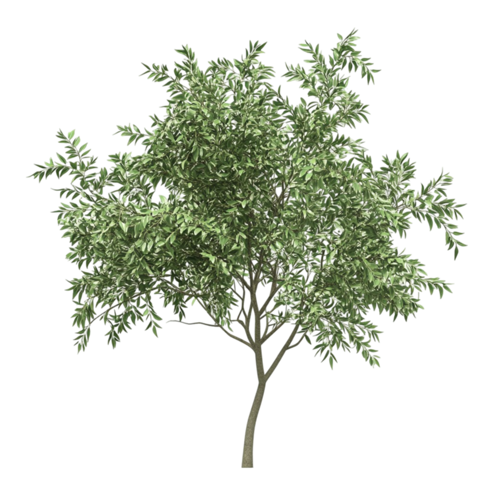 árvore com folhas em transparente fundo png