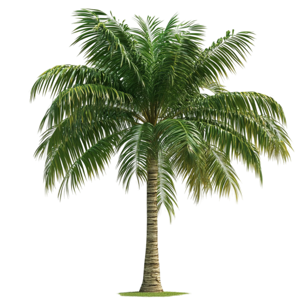 Palm Tree on Transparent Background png