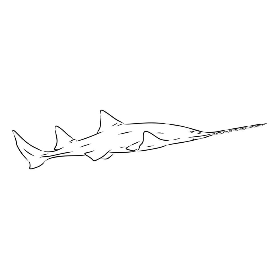 shark with a long tail vector